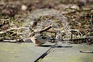 Tick Ã¢â¬â¹Ã¢â¬â¹on the ground in the sunlight of the terrace